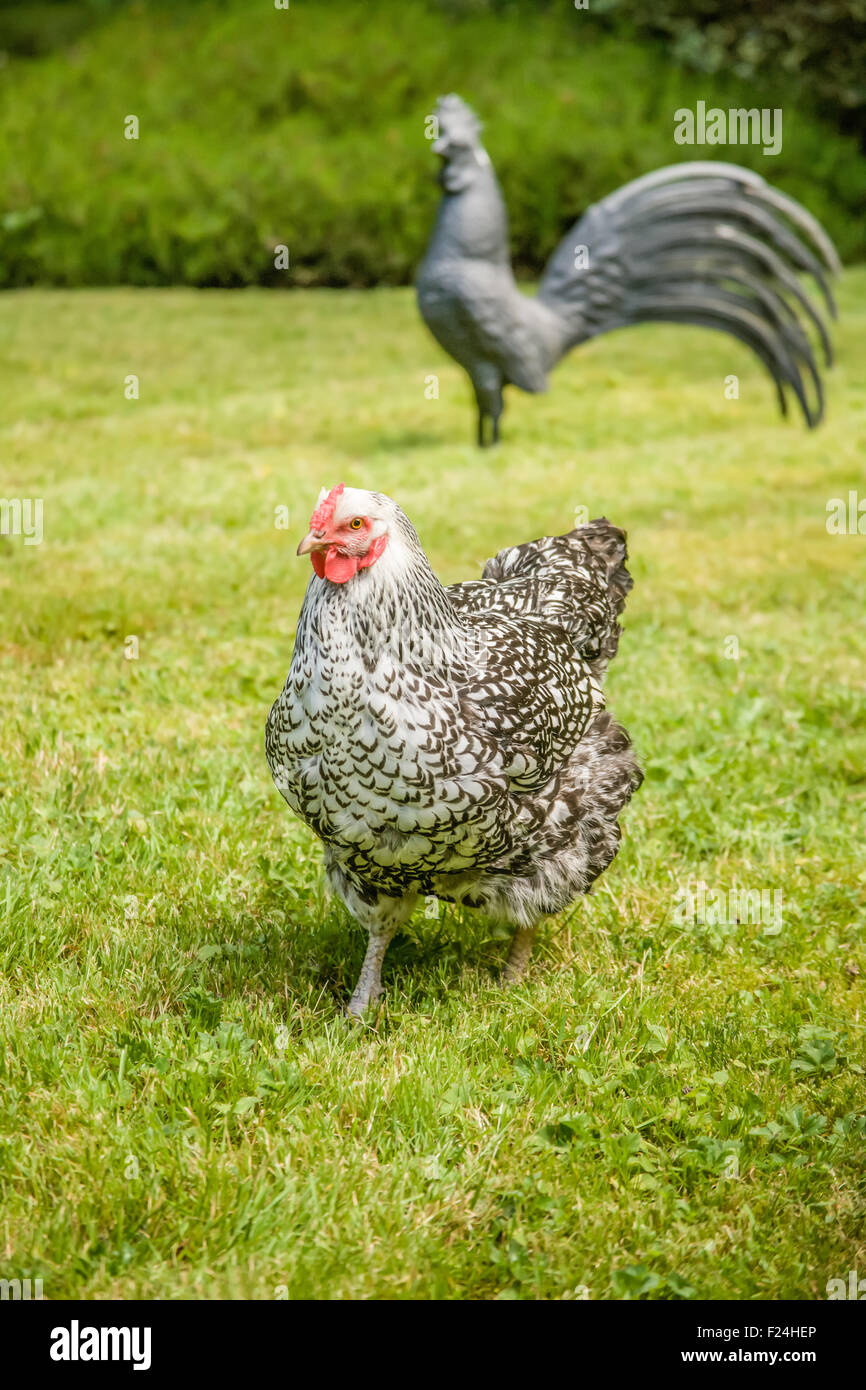 Free-range Silver-lacé Wyandotte poulet marcher dans une cour à Issaquah, Washington, USA Banque D'Images