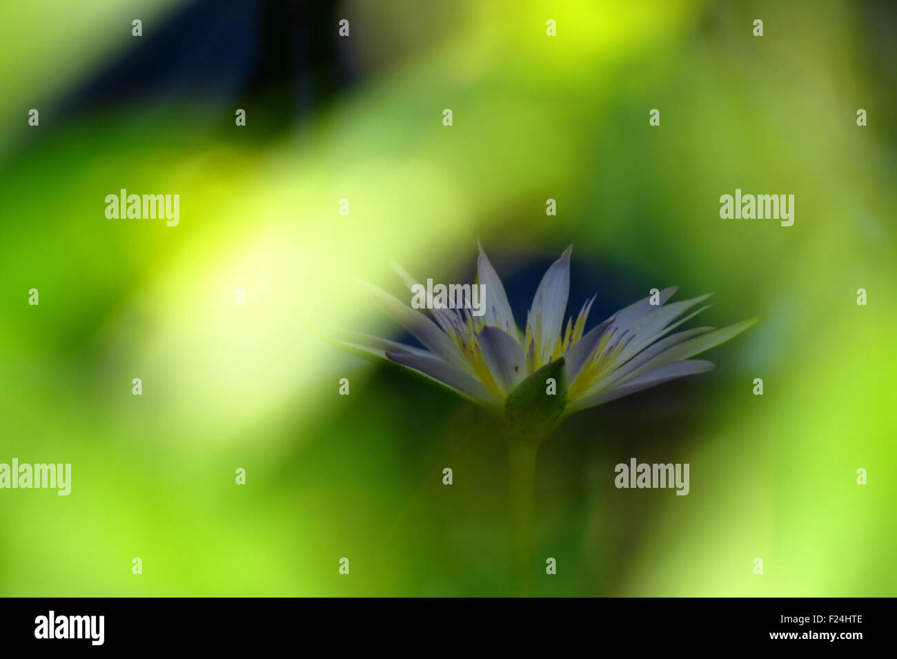 Un nénuphar bleu sauvage à travers la jungle feuilles Banque D'Images