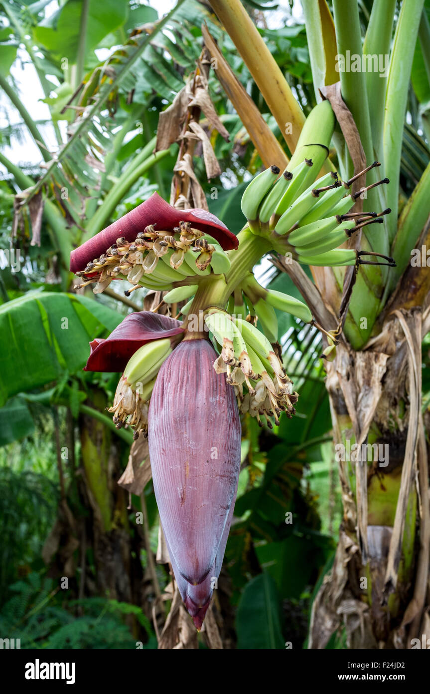 Les bananes qui poussent sur un arbre avec des fleurs Banque D'Images