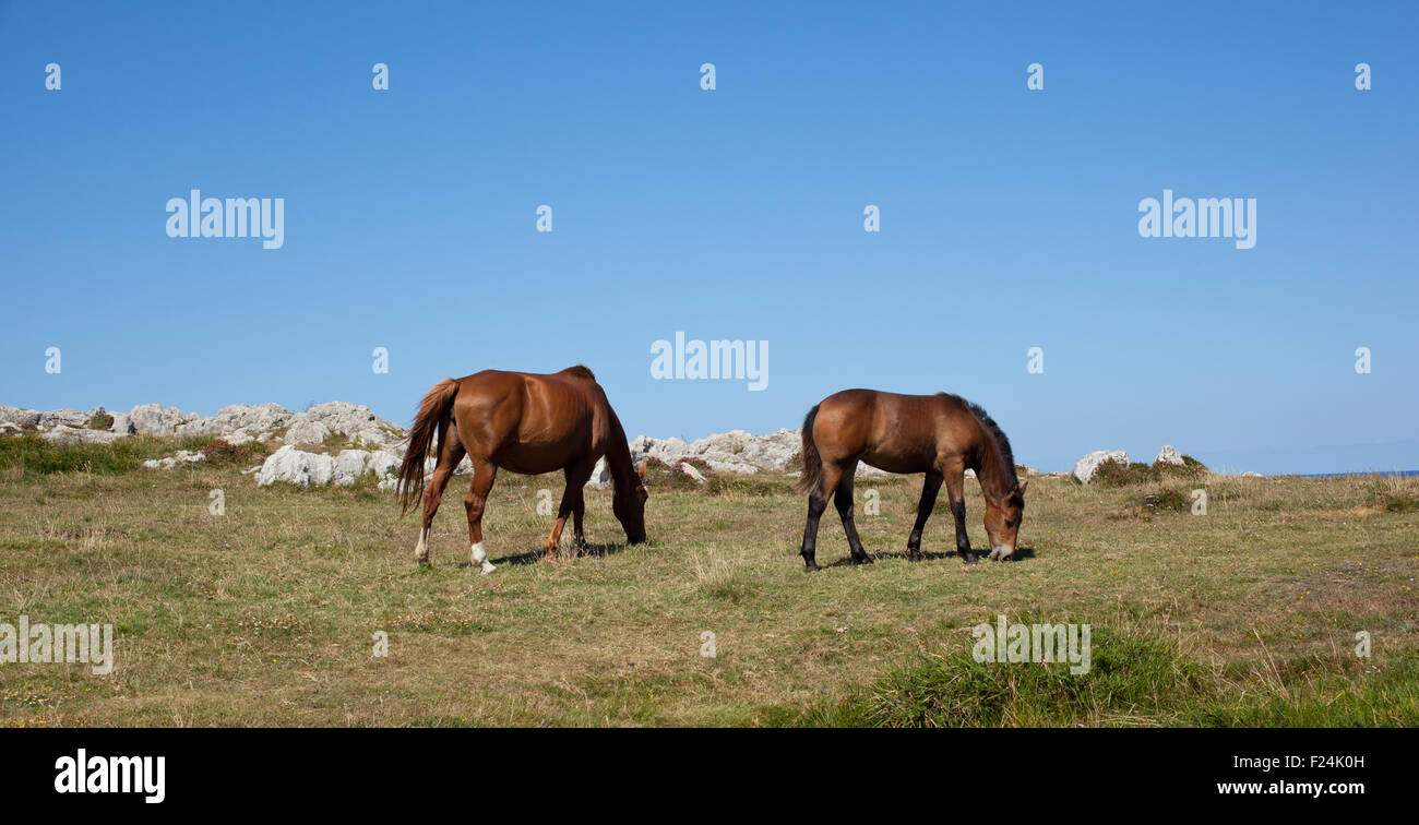 Calèche dans les montagnes de Nueva de Llanes en Espagne Banque D'Images