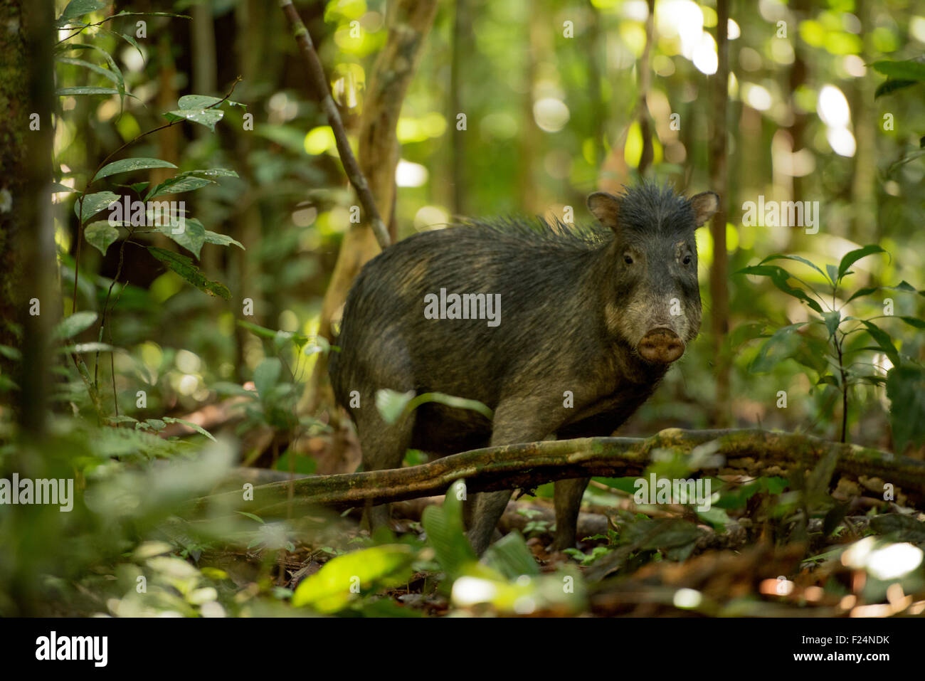 Pécari à lèvres blanches (Tayassu pecari) Rivière Yavari, Région de l'Amazonie, Pérou Banque D'Images