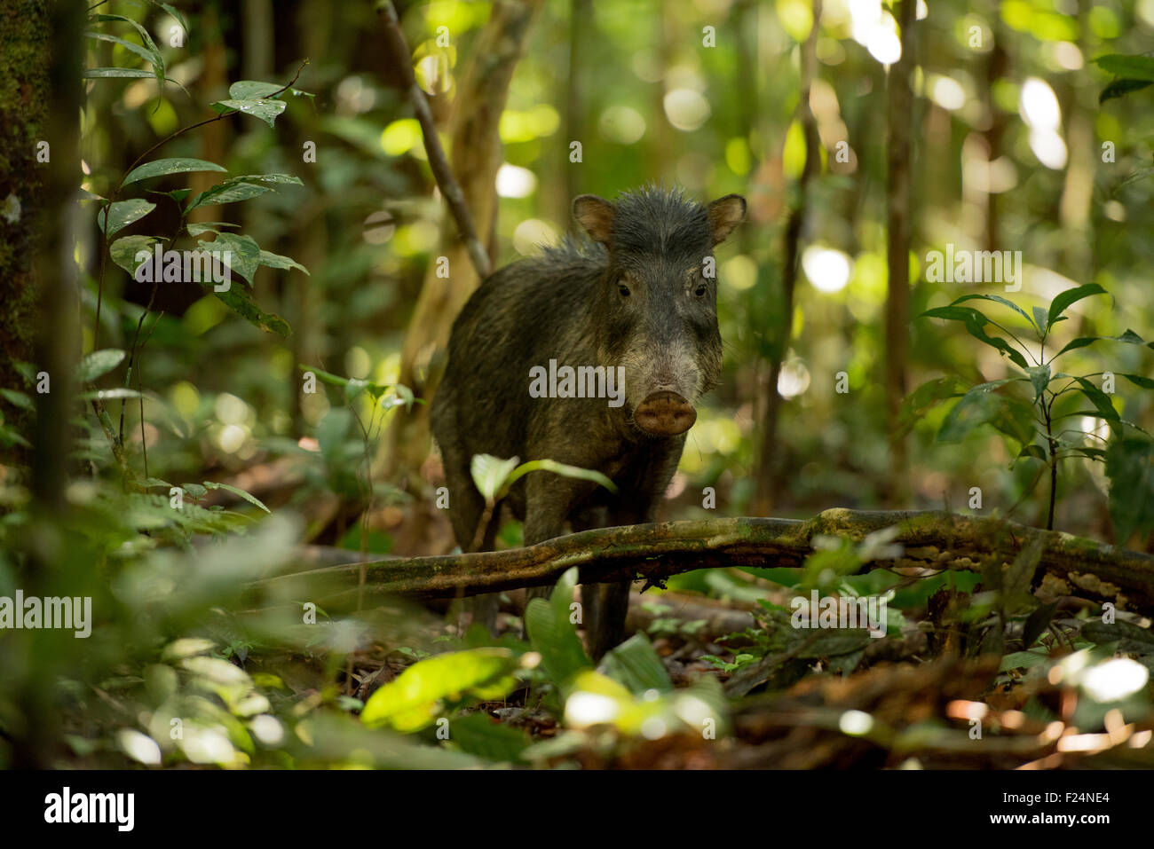 Pécari à lèvres blanches (Tayassu pecari), Rio Yavari, Région de l'Amazonie, Pérou WILD Banque D'Images