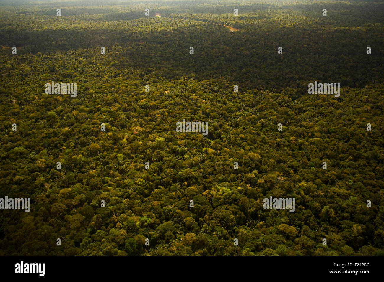 Antenne de la forêt tropicale, la forêt primaire, Région de l'Amazonie, Pérou Banque D'Images