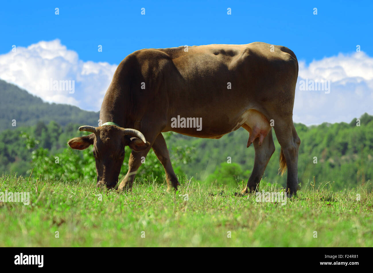 Vache brune pâturage sur l'herbe verte et ciel bleu avec quelques nuages blancs. Copie vide de l'espace pour l'éditeur de texte. Banque D'Images