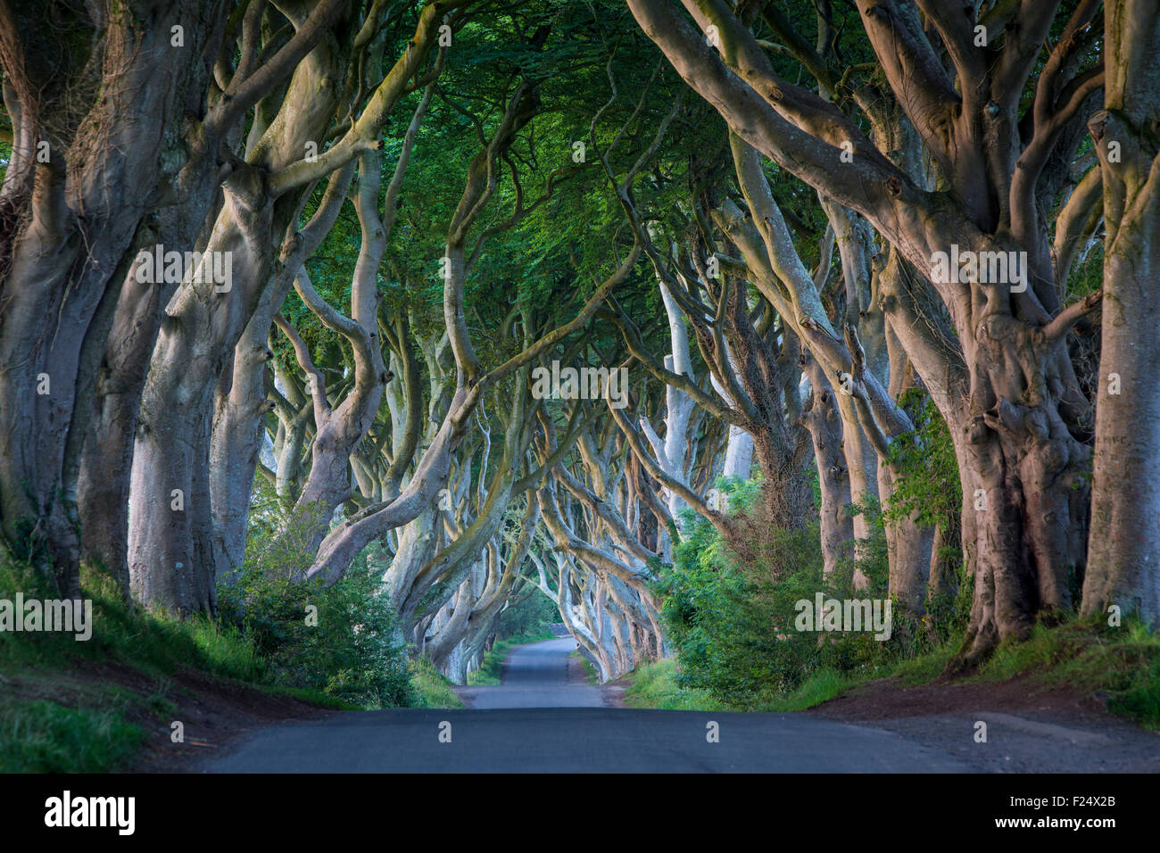 18e siècle bordée d'hêtre route connue sous le nom de Dark Hedges près de Stanocum, comté d'Antrim, en Irlande du Nord, Royaume-Uni Banque D'Images 18e siècle bordée d'hêtre route connue sous le nom de Dark Hedges près de Stanocum, comté d'Antrim, en Irlande du Nord, Royaume-Uni Banque D'Images