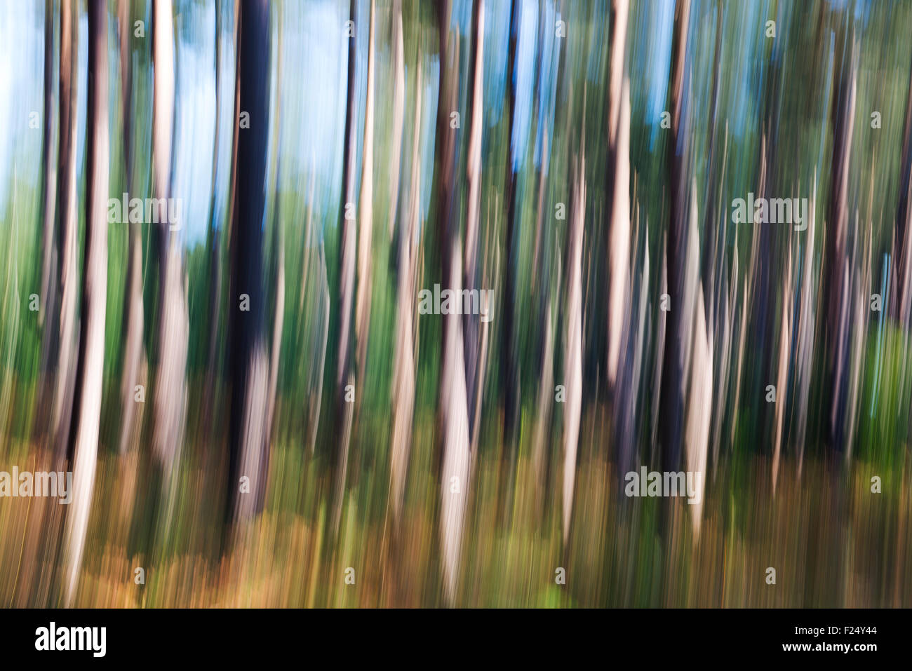 Forêt de pins abstract - mouvement de caméra intentionnelle (ICM) au cours de l'exposition Banque D'Images