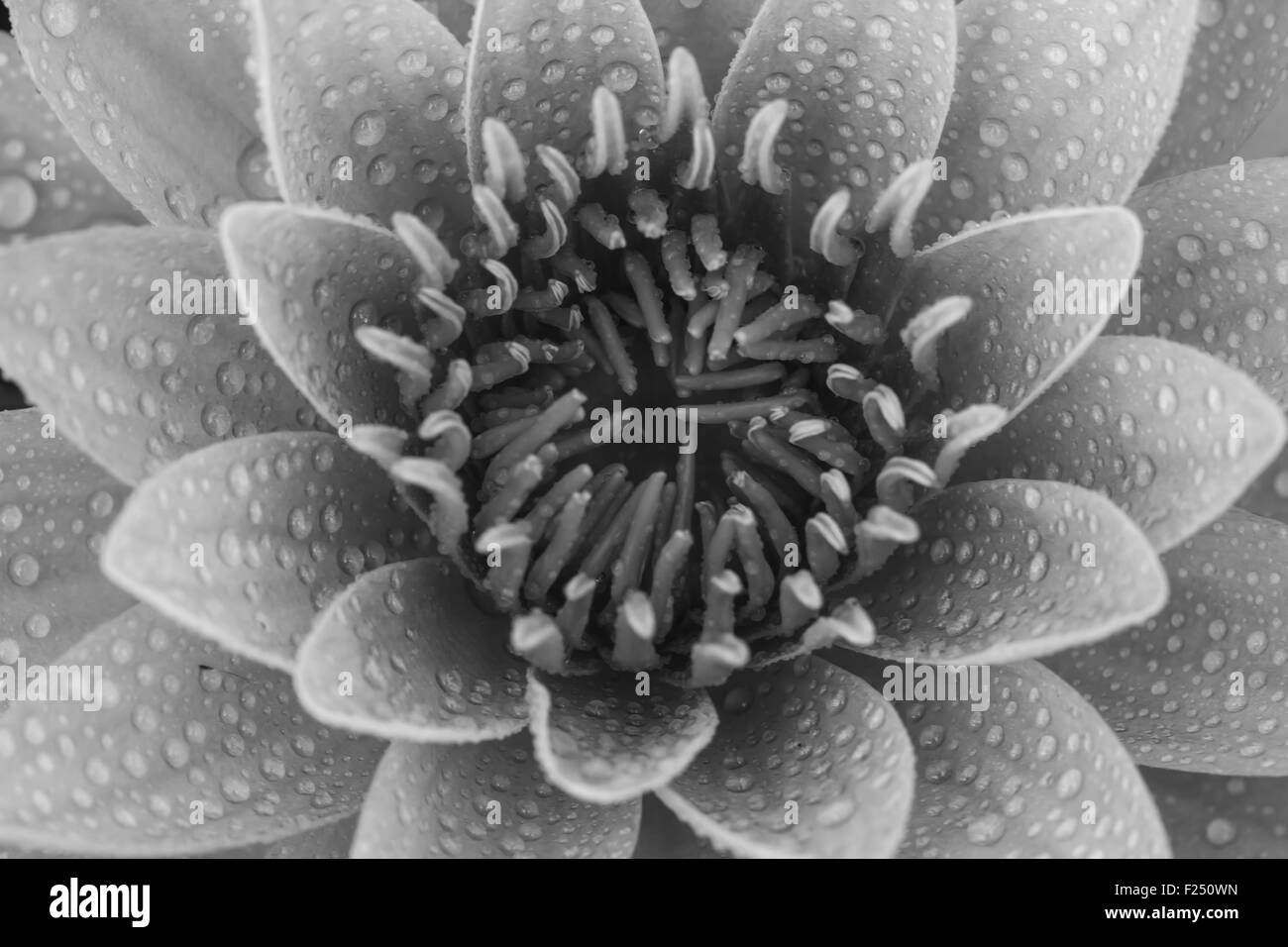 Pink water lily close up Banque D'Images