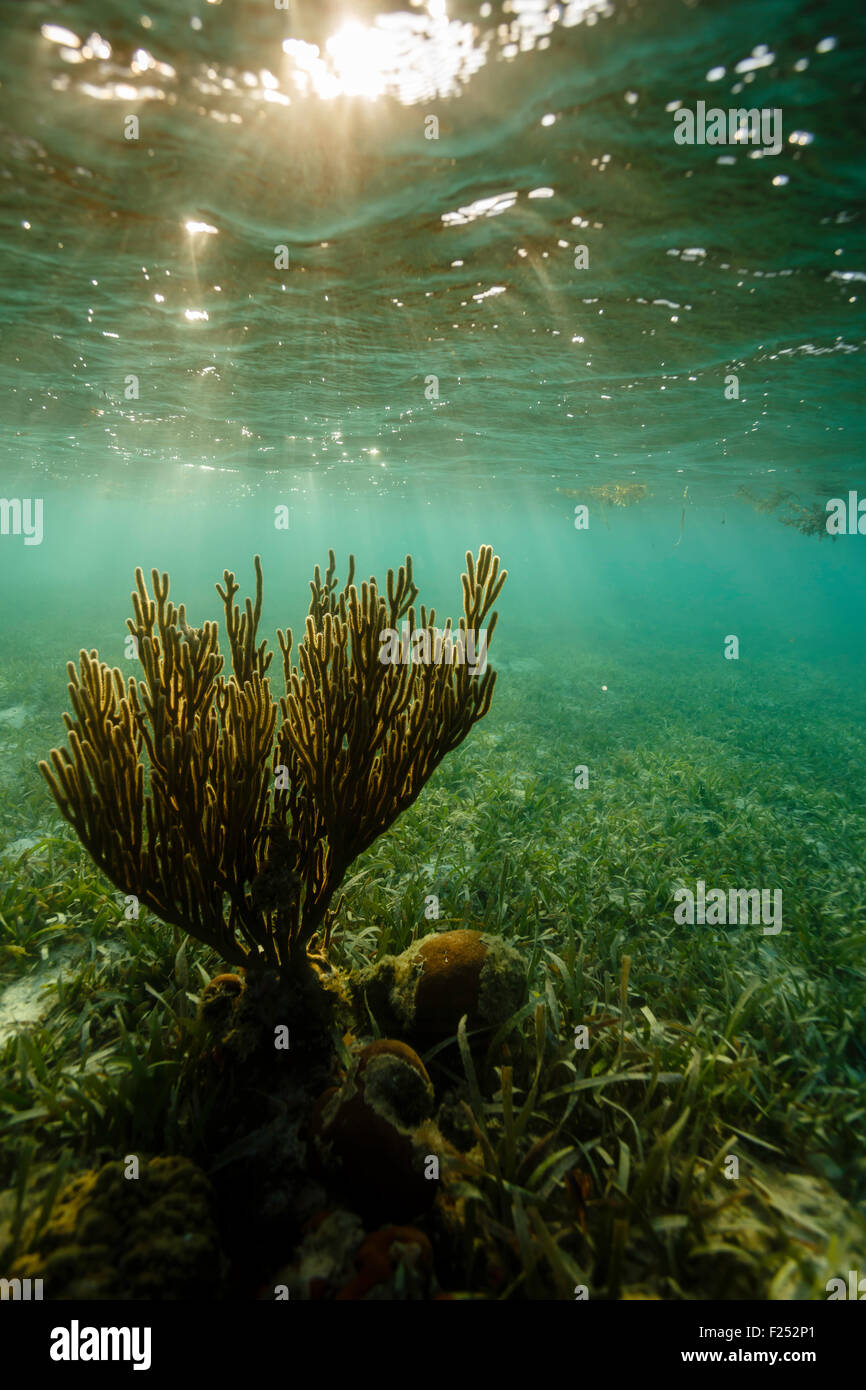 La lumière du coucher de soleil brille sur le fouet coralsea à ramification douce, Leptogorgia virgulata, sur un récif peu profond Banque D'Images