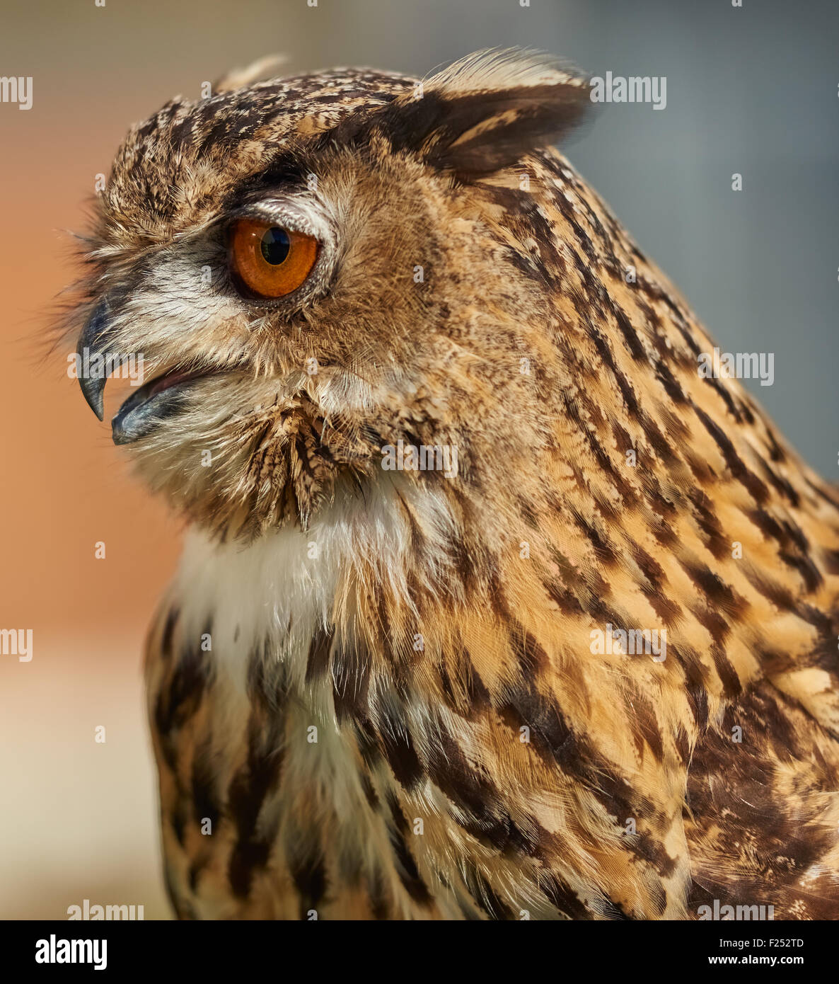 Eagle Owl Portrait Banque D'Images