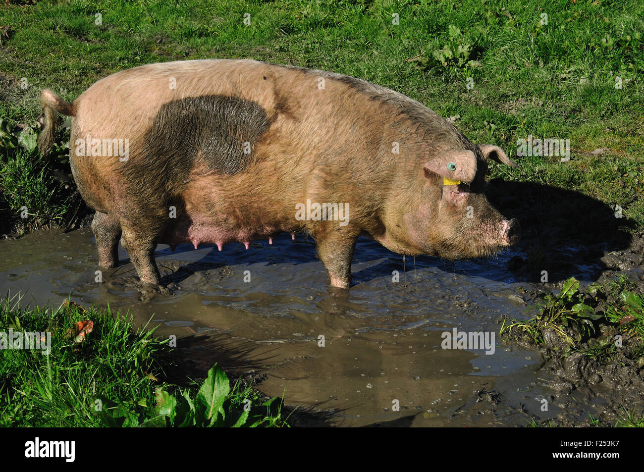 Les porcs domestiques se vautrer dans une flaque de boue, Westland, Nouvelle-Zélande Banque D'Images