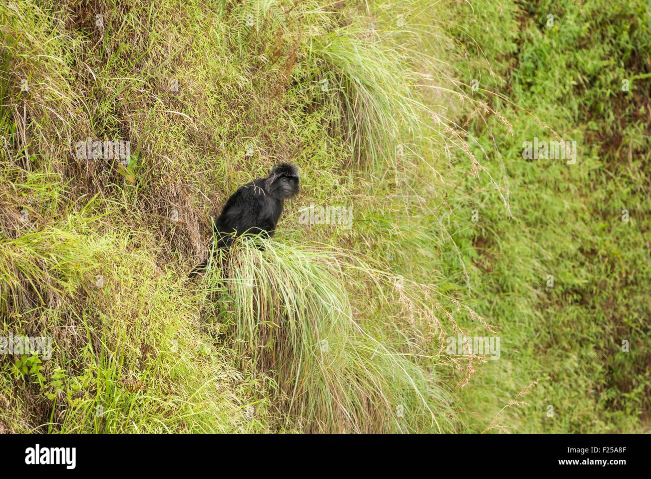 L'Indonésie, îles de la sonde, Lombok, parc national de Gunung Rinjani, langur de Java ou des feuilles d'Ébène (Trachypithecus auratus auratus singe) Banque D'Images