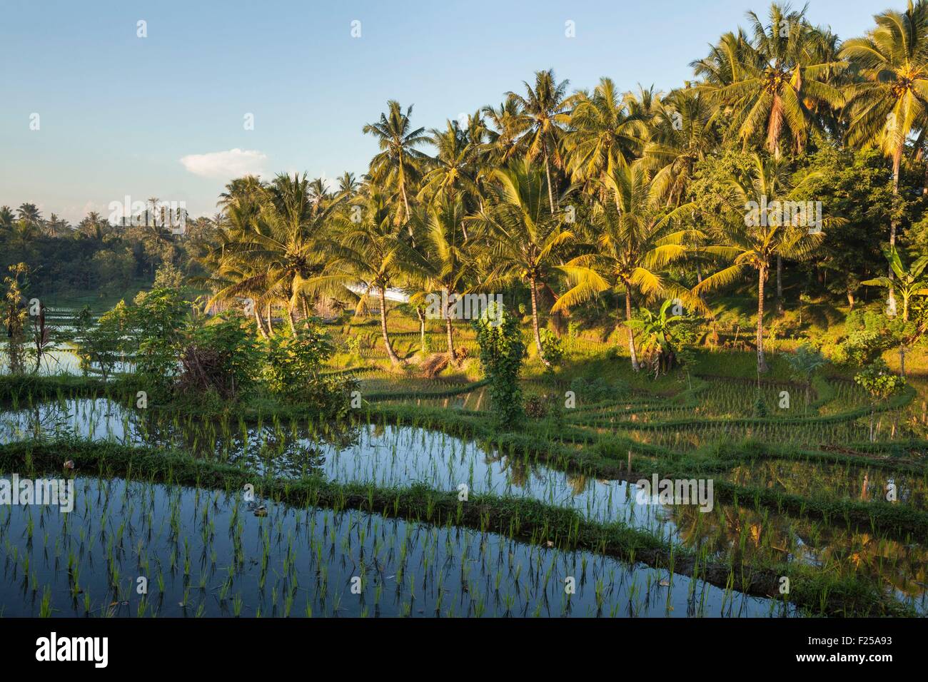L'Indonésie, îles de la sonde, Lombok, Terrasse rizière Banque D'Images