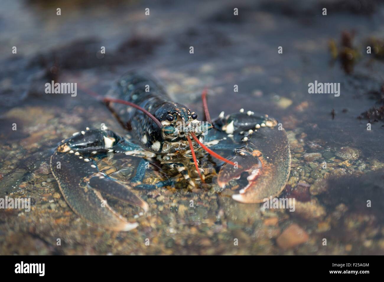 France, Cotes d'Armor, Pleubian, le homard sur le sillon de Talbert Banque D'Images