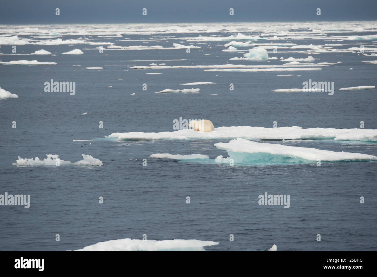 Homme Ours blanc, Ursus maritimus, reposant sur l'iceberg, près de l'île de Baffin dans l'Arctique canadien Banque D'Images