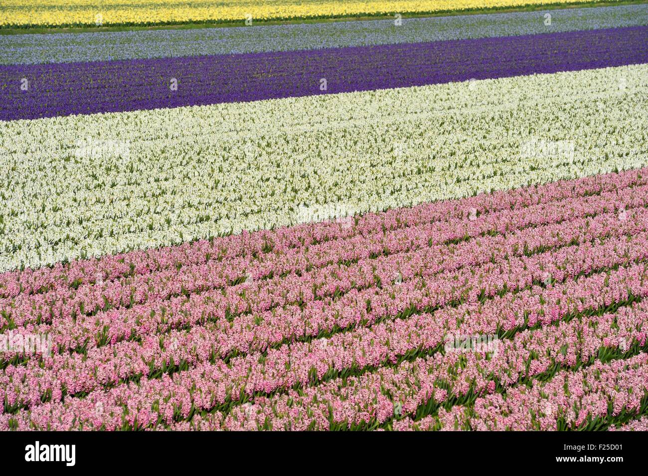 Pays-bas, le sud de l'Hollande, champs de fleurs près de Lisse et jardin de Keukenhof Banque D'Images