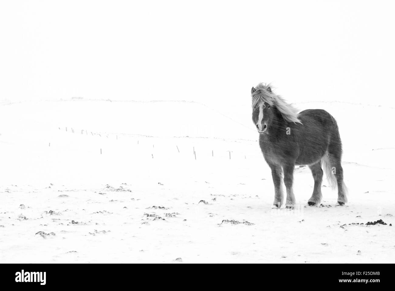 L'Islande, Côte Nord, cheval dans la tempête de neige, noir et blanc Banque D'Images