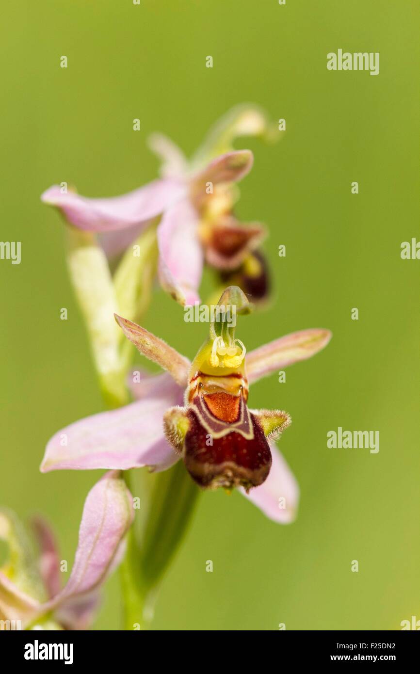 France, Isère, Optevoz, Amby valley, Vallée Amby's Espace Naturel sensible (zone protégée), Natura 2000 de l'Isle Cremieu, orchidée abeille ( Ophris apifera) dans une espèce protégée, la prairie sèche à l'annexe II de la CITES Banque D'Images