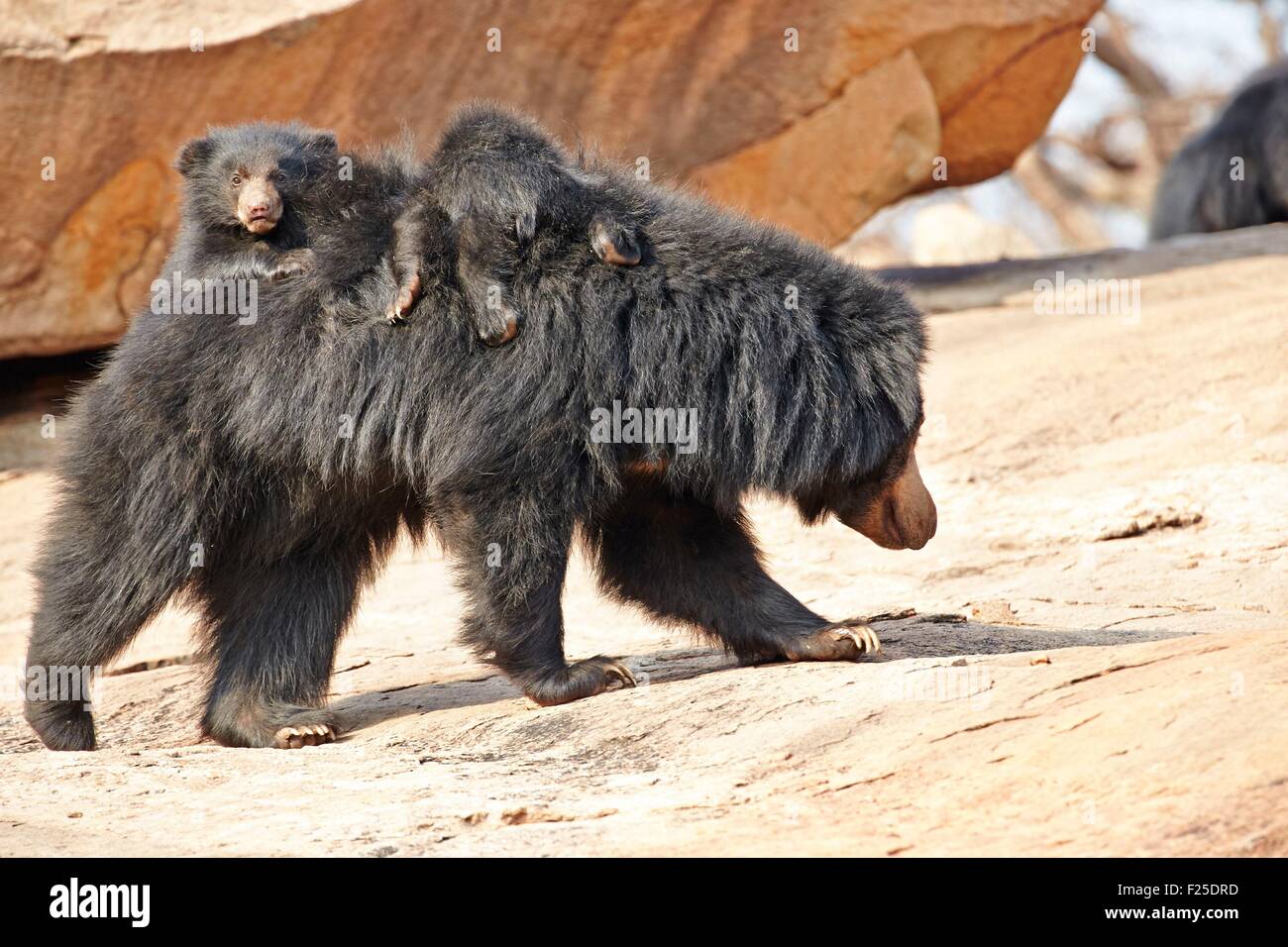 L Asie L Inde Karnataka De Montagnes De Sandur Ours Melursus Ursinus Mere Avec Bebe Mere Portant Des Bebes A L Arriere Photo Stock Alamy L Asie L Inde Karnataka De Montagnes De Sandur Ours Melursus Ursinus Mere Avec Bebe Mere Portant Des Bebes A L Arriere Photo Stock Alamy