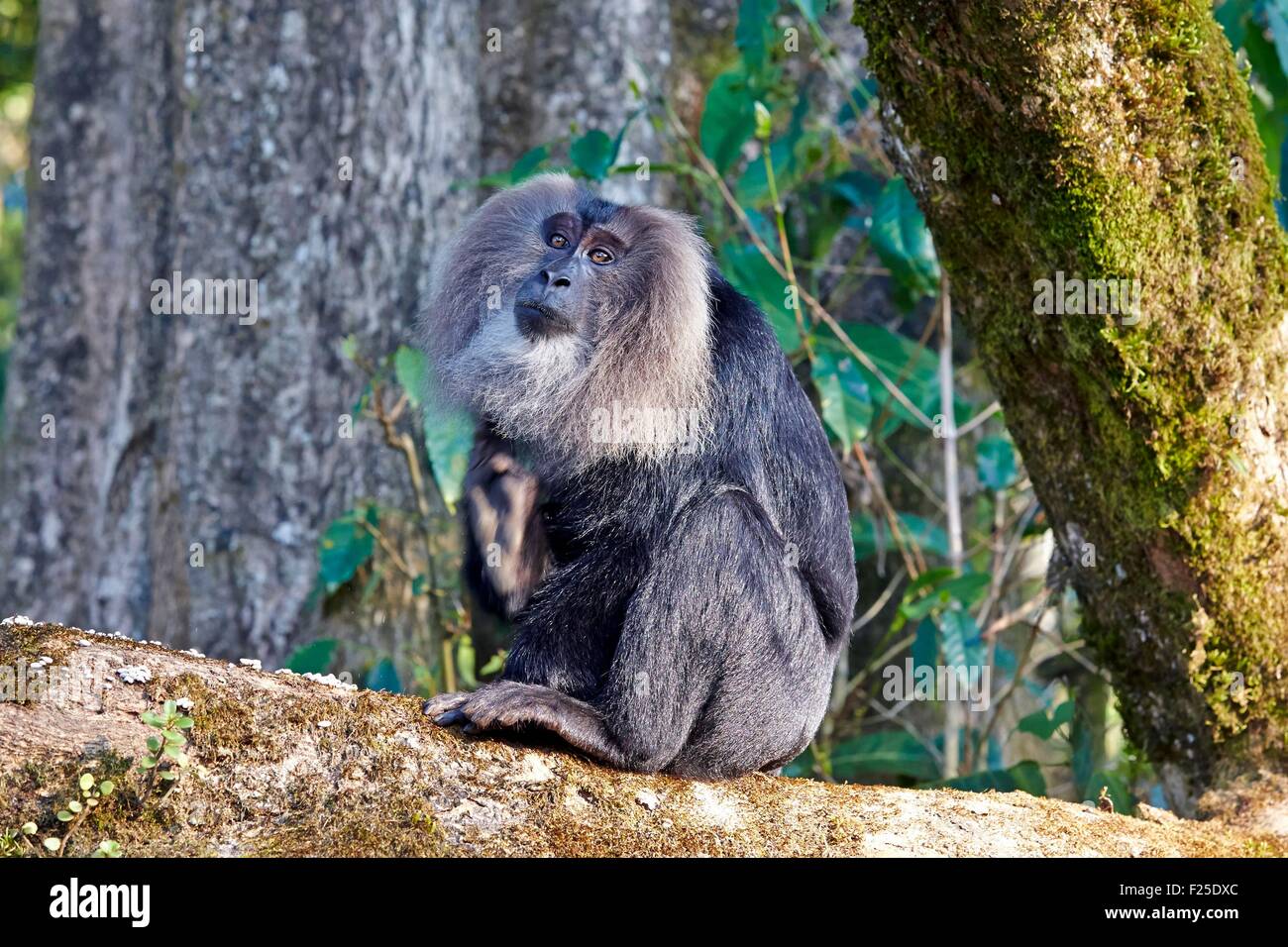 L'Inde, l'Etat du Tamil Nadu, Anaimalai de montagnes (Nilgiri Hills), Lion-tailed macaque (Macaca silène), ou le Wanderoo, le macaque à queue de lion se classe parmi les primates les plus rares et les plus menacés, dominante chez les hommes adultes Banque D'Images