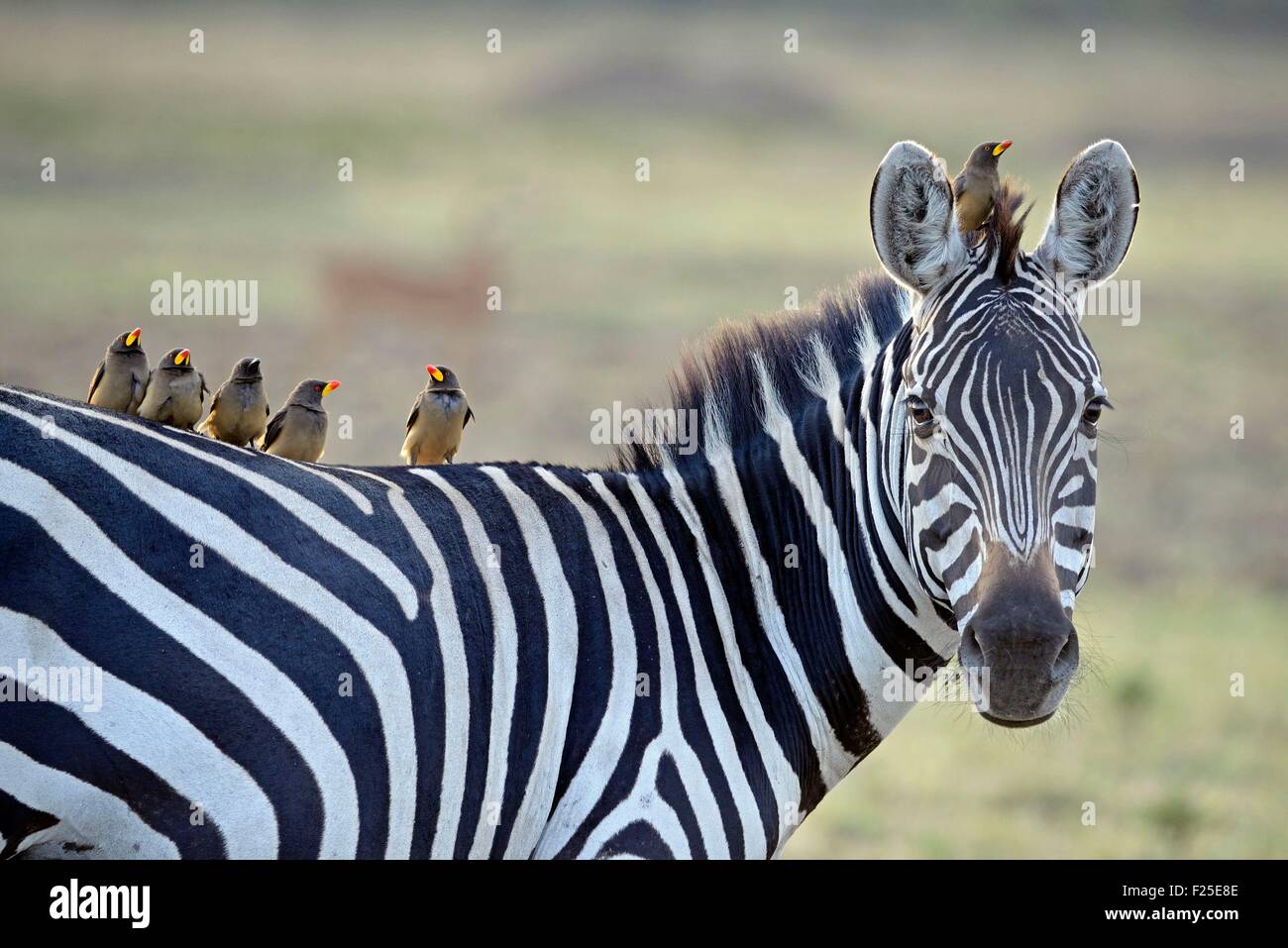 La réserve de Masai Mara, Kenya, zèbre des plaines (Equus burchelli) et Red-billed Oxpecker (Buphagus erythrorhynchus) Banque D'Images