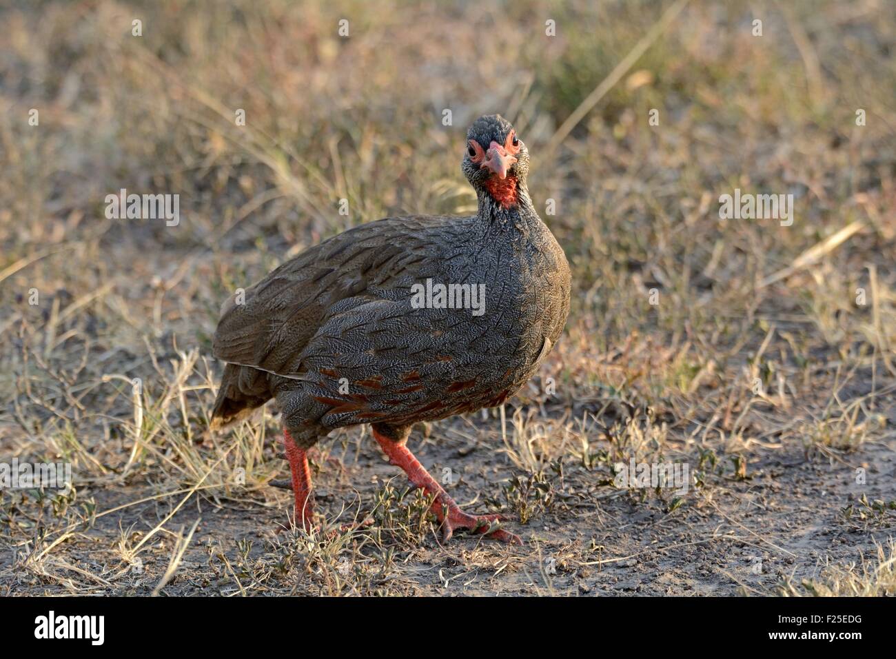 La réserve de Masai Mara, Kenya, réserver, oiseau, rouge gorge (Pternistis afer) Francolin Banque D'Images La réserve de Masai Mara, Kenya, réserver, oiseau, rouge gorge (Pternistis afer) Francolin Banque D'Images