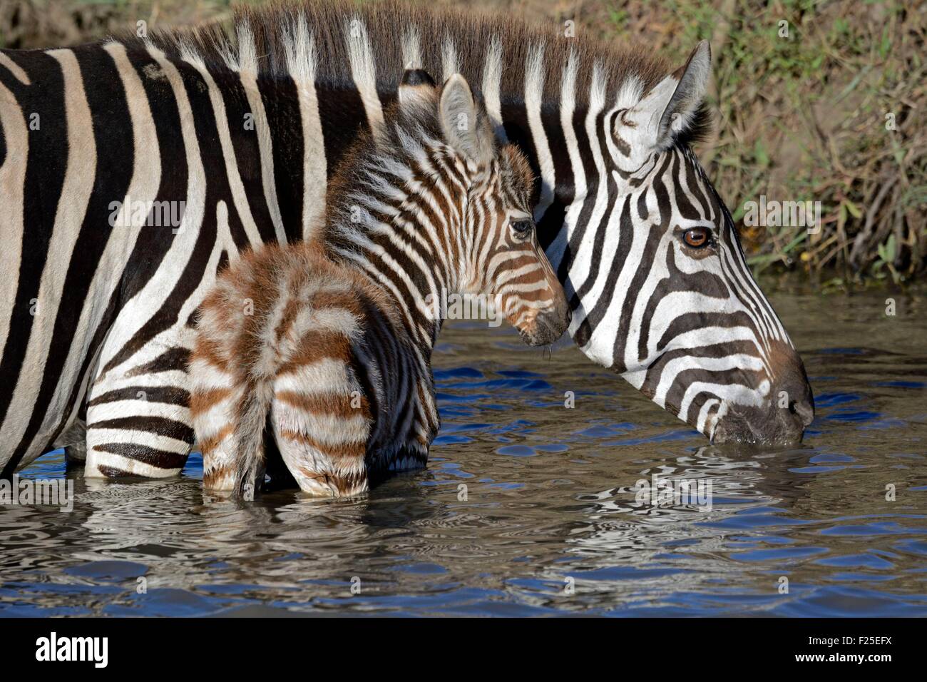 La réserve de Masai Mara, Kenya, zèbre des plaines (Equus burchelli) et ses jeunes boire à un point d'eau Banque D'Images