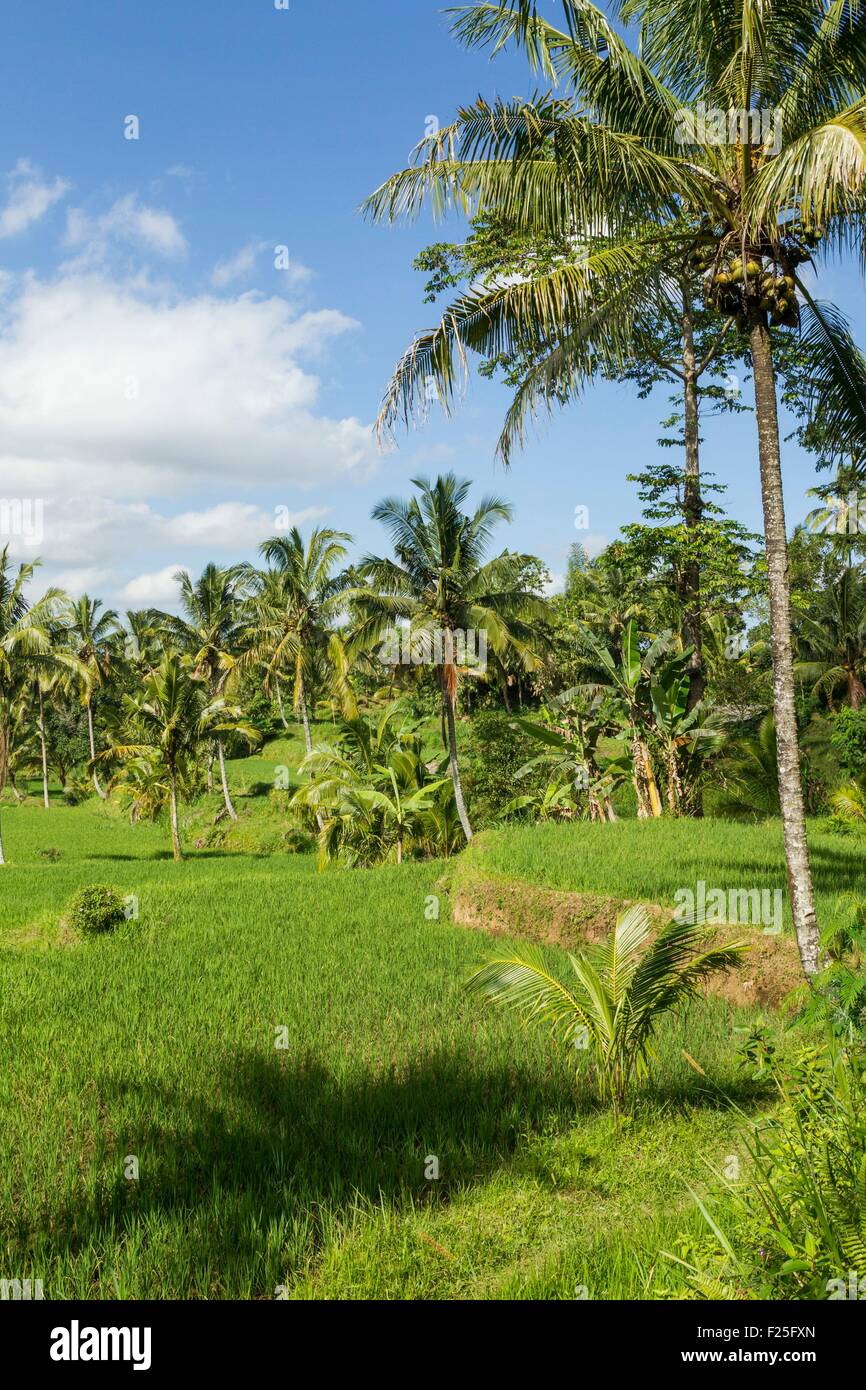 L'Indonésie, îles de la sonde, Lombok, Terrasse rizière Banque D'Images