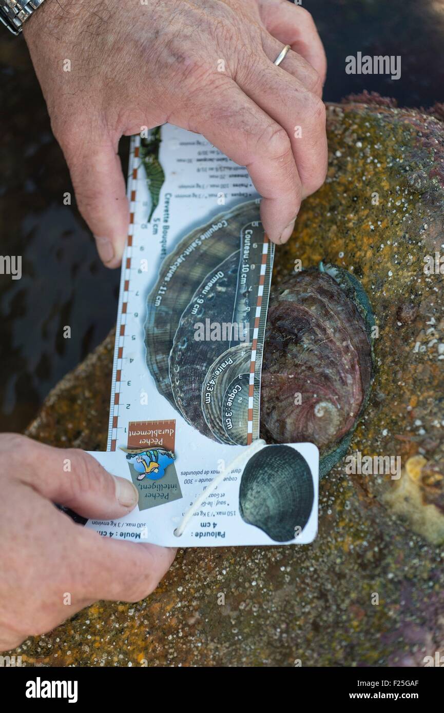 France, Côtes d'Armor Pleubian, l'ormeau, la pêche à la ligne le long de la côte de Talbert Banque D'Images