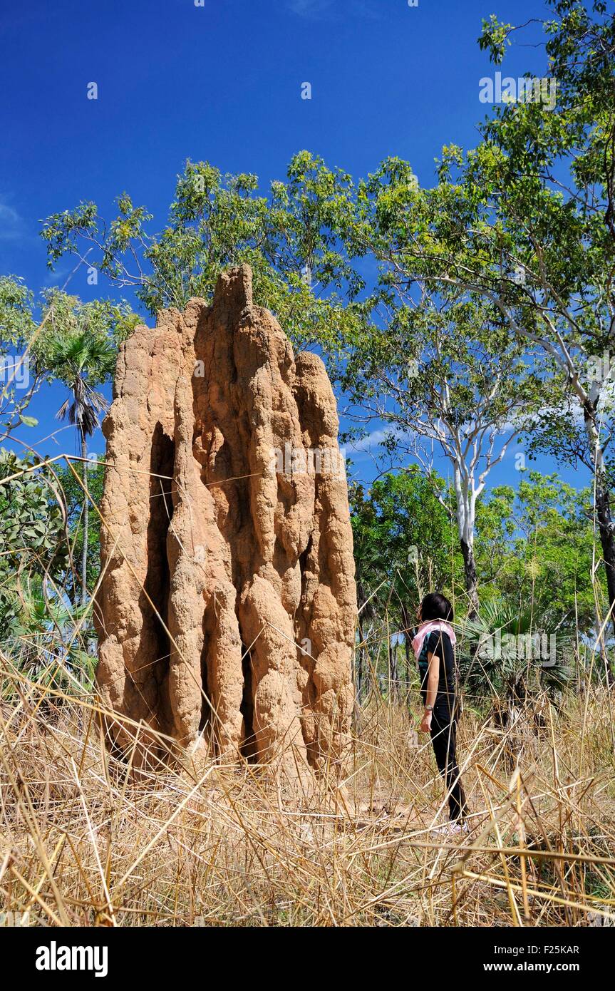 L'Australie, Territoire du Nord, Litchfield National Park, cathédrale termitière (MR Dawa OK) Banque D'Images