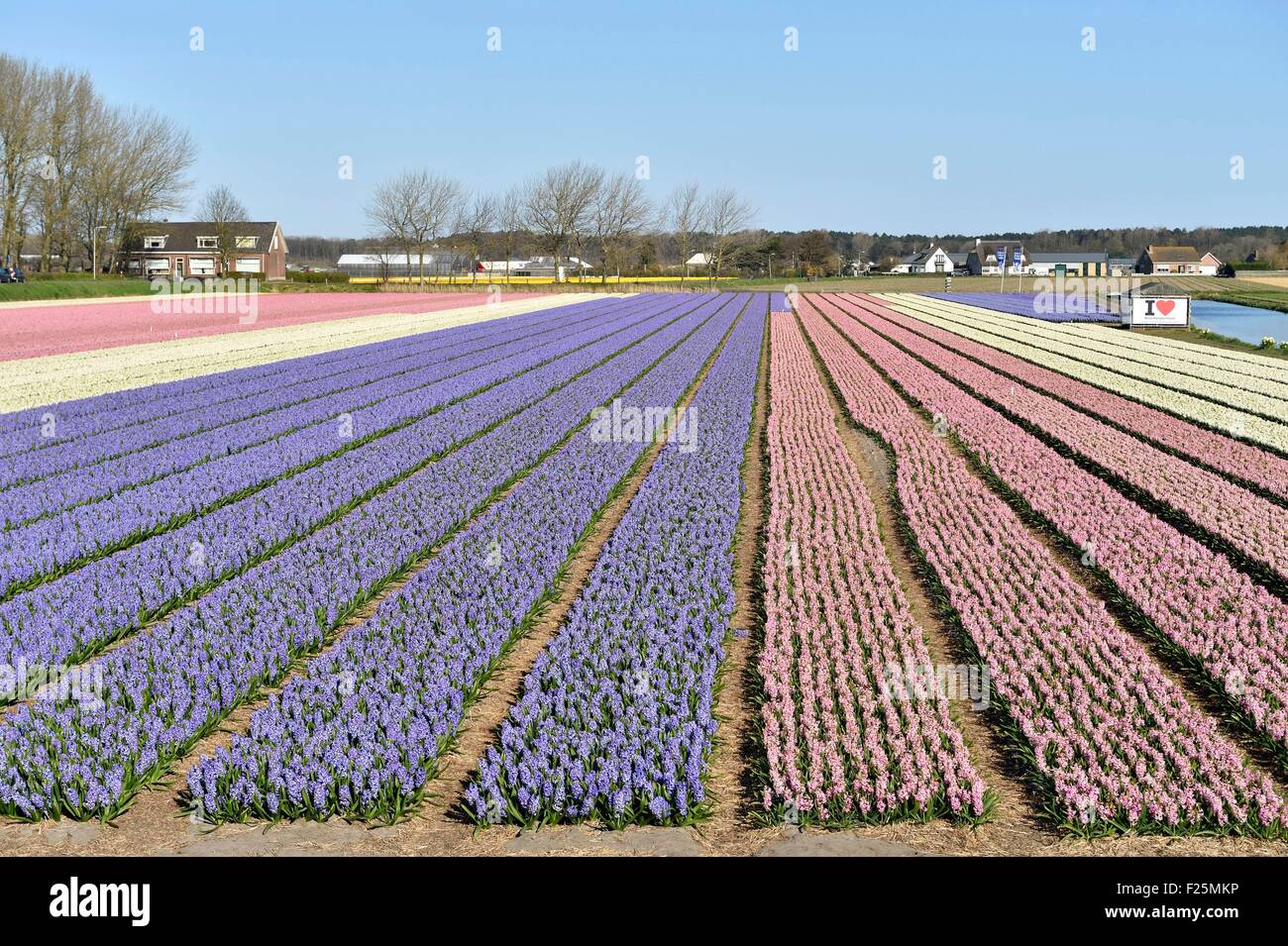Pays-bas, le sud de l'Hollande, champs de fleurs près de Lisse et jardin de Keukenhof Banque D'Images