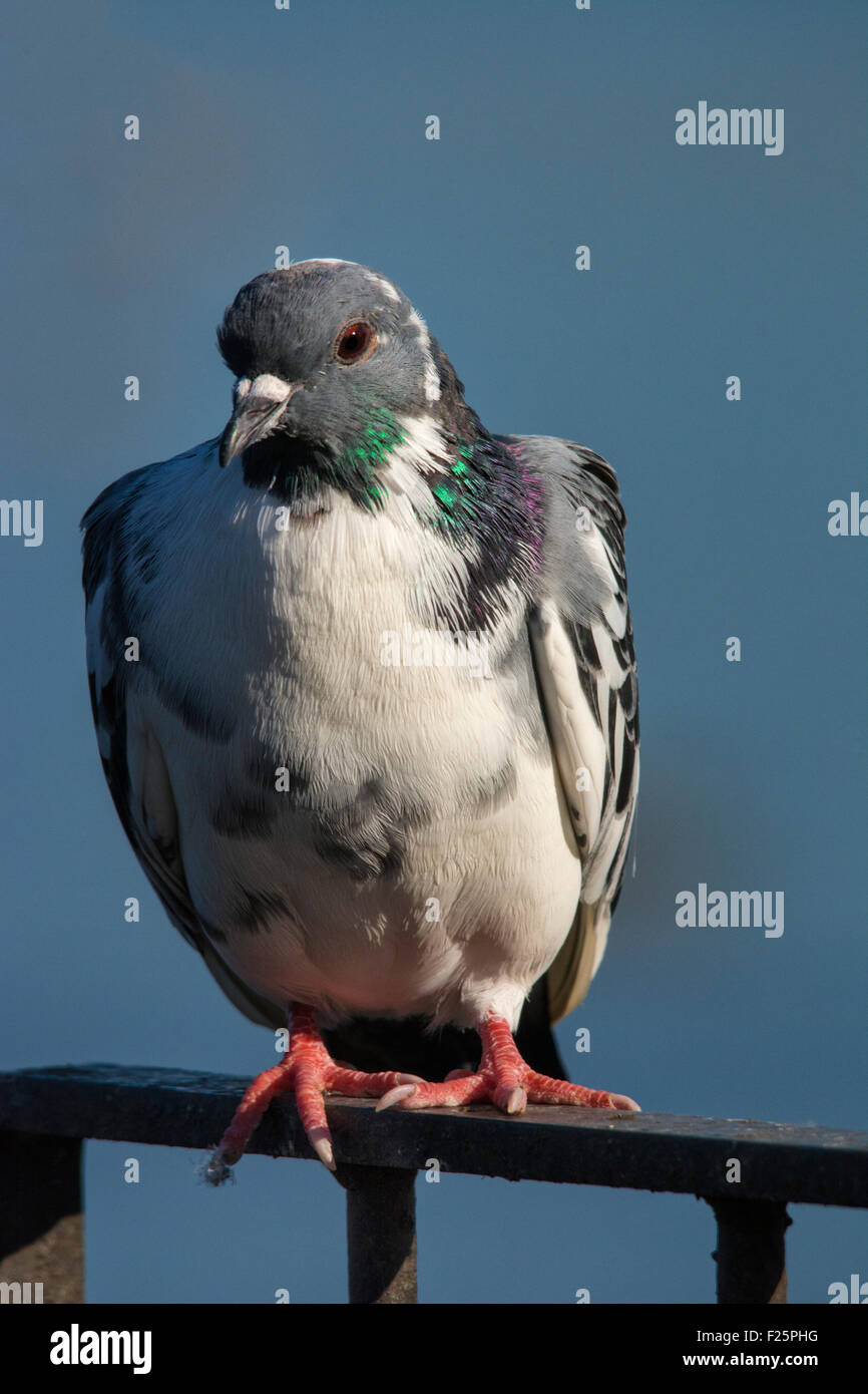 Pigeon Banque D'Images