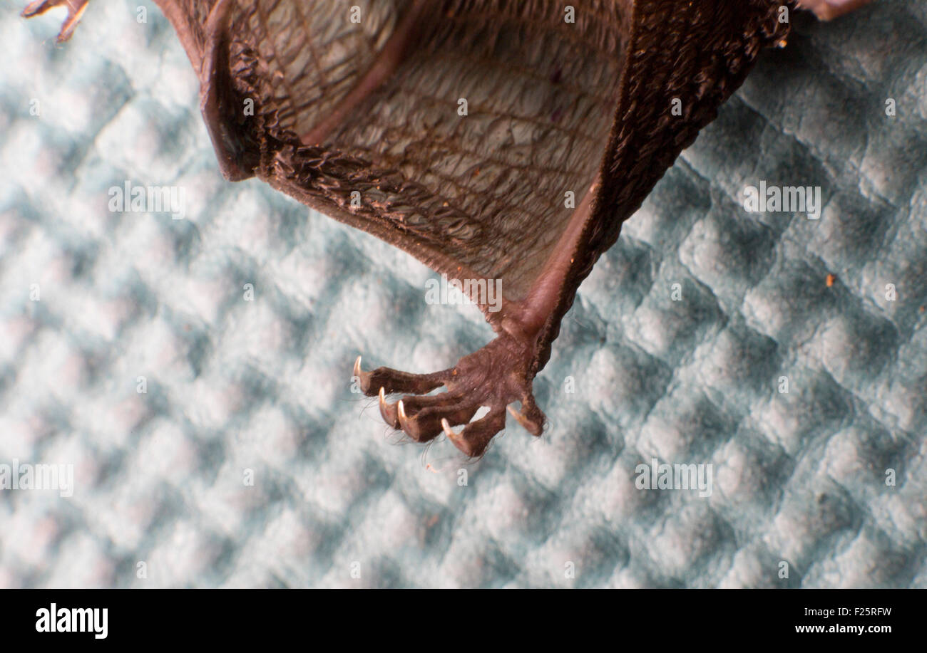 Plecotus auritus, brown long-eared Bat avec pieds plus de détails Banque D'Images