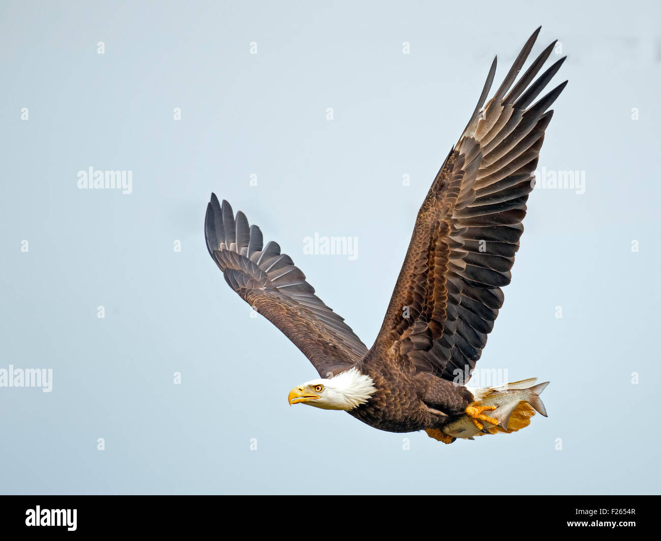 Aigle En Vol Banque D Image Et Photos Alamy