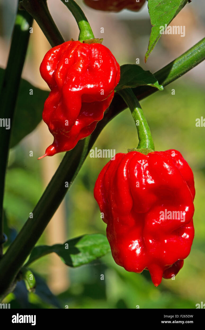 Carolina Reaper (piments Capsicum chinense), actuellement la plus chaude (2013 - 2015 poivre). Banque D'Images