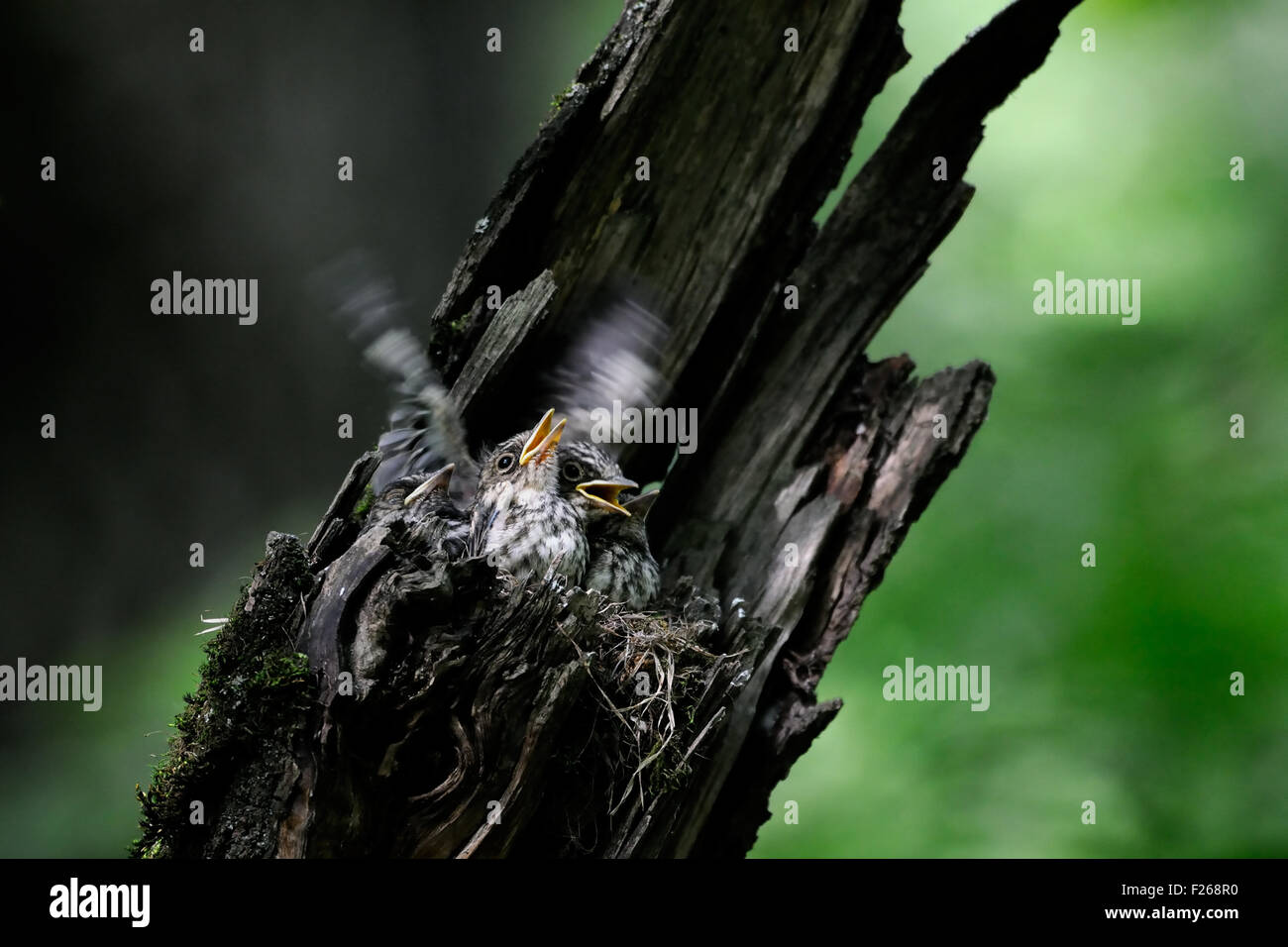 Spotted Flycatcher près du nid avec les poussins Banque D'Images