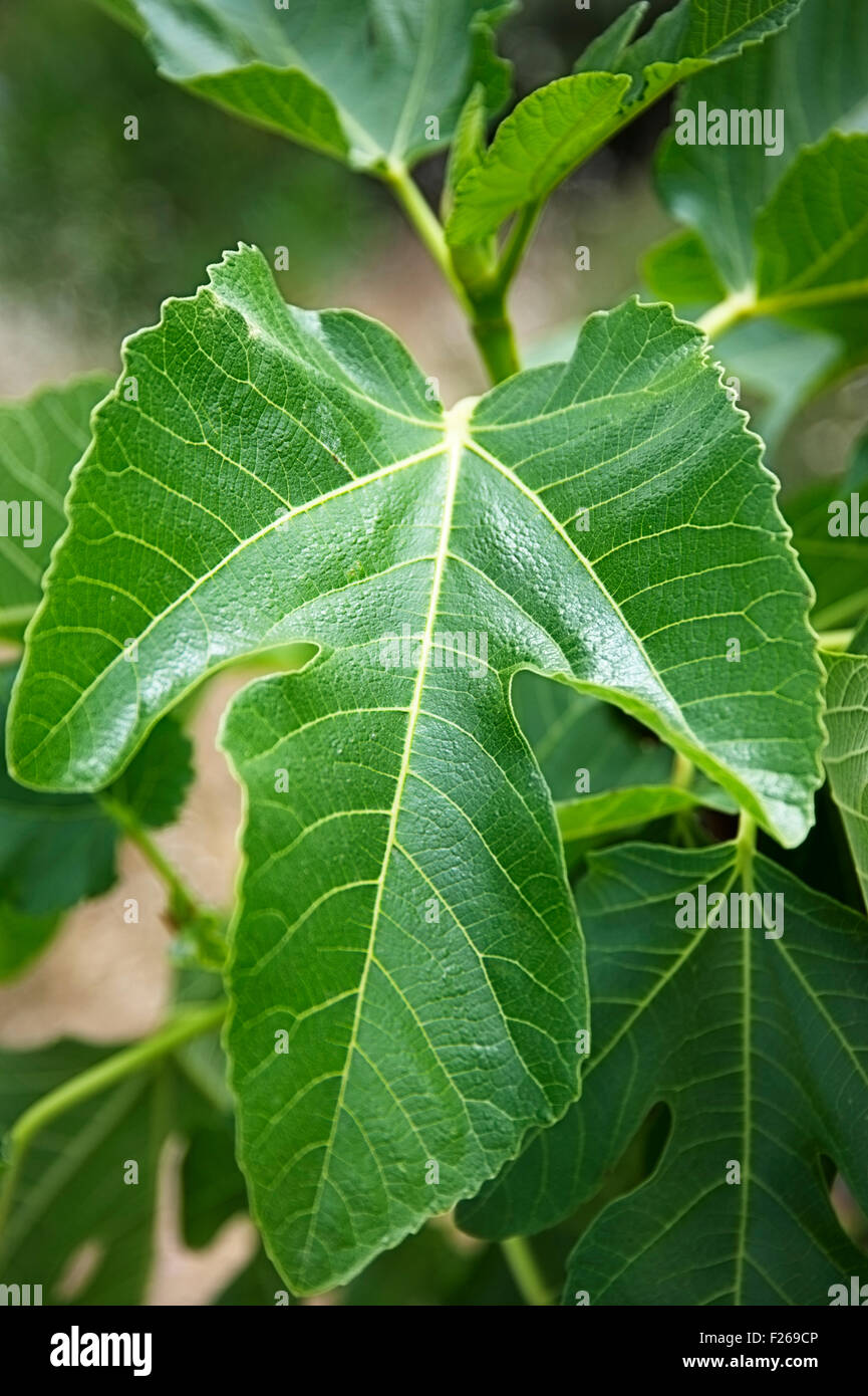Fig leaf on tree Banque D'Images