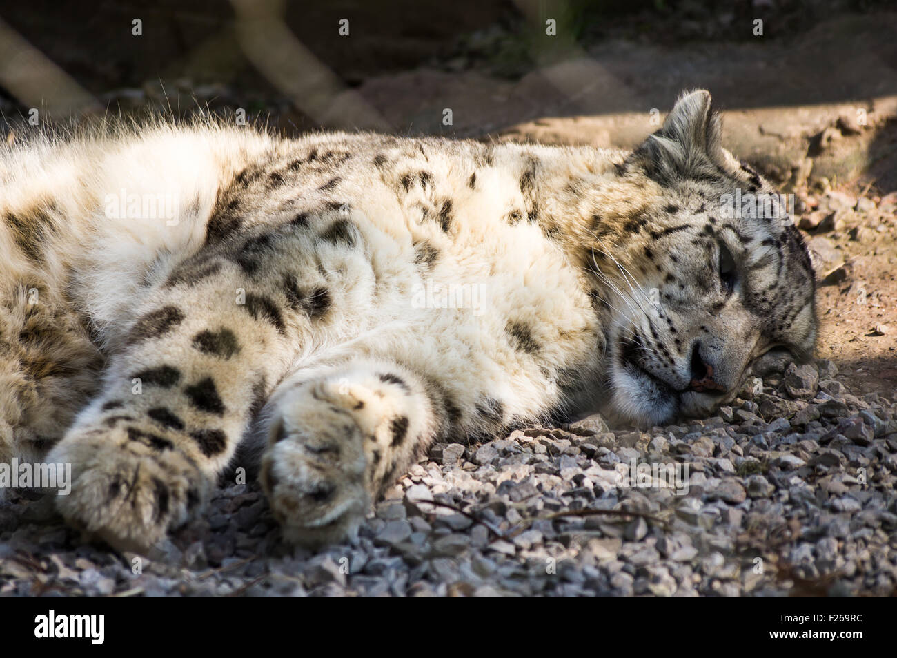 Une sieste Snow Leopard Banque D'Images