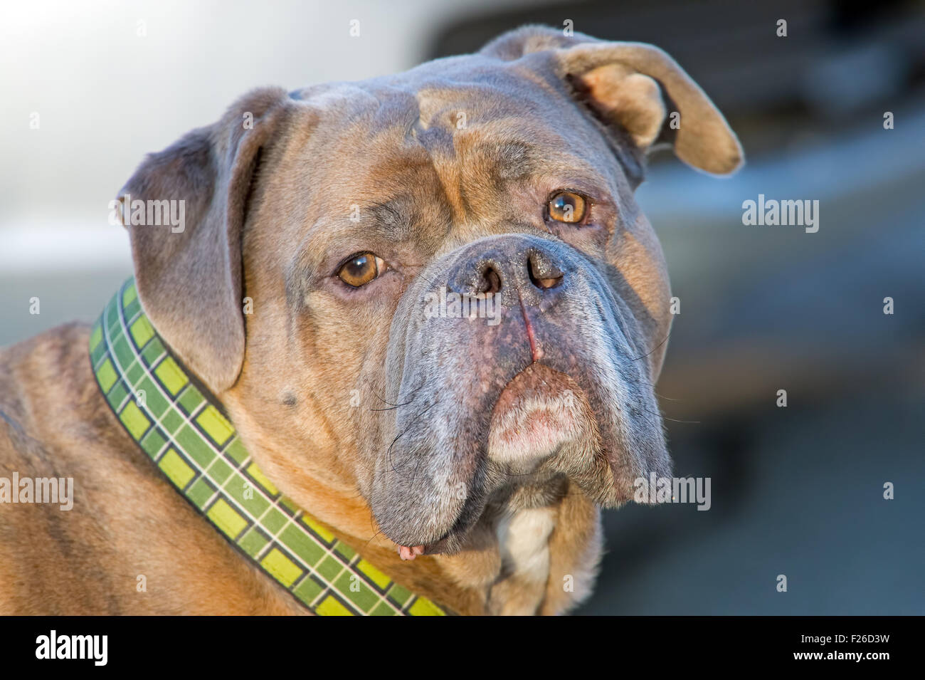 Olde English bulldogge Banque D'Images