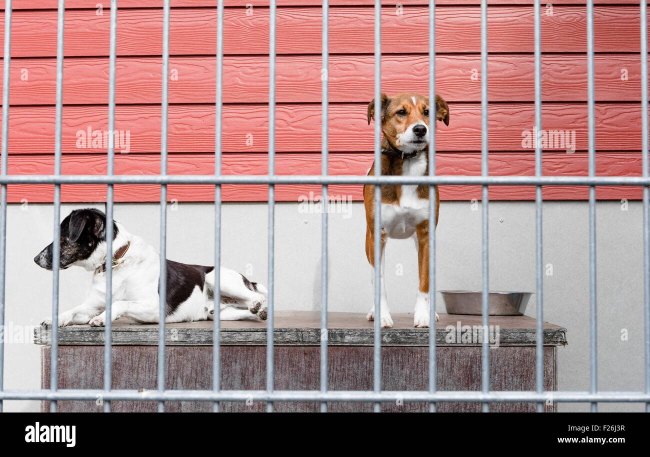 Luebeck, Allemagne. 16Th Jun 2015. Deux chiens dans un chenil au refuge d'animaux à Luebeck, Allemagne, 4 septembre 2015. Les refuges pour animaux sont censés aider les animaux dans le besoin, mais un nombre croissant d'animaux abandonnés mettent les abris en difficulté financière. PHOTO : MARKUS SCHOLZ/DPA/Alamy Live News Banque D'Images