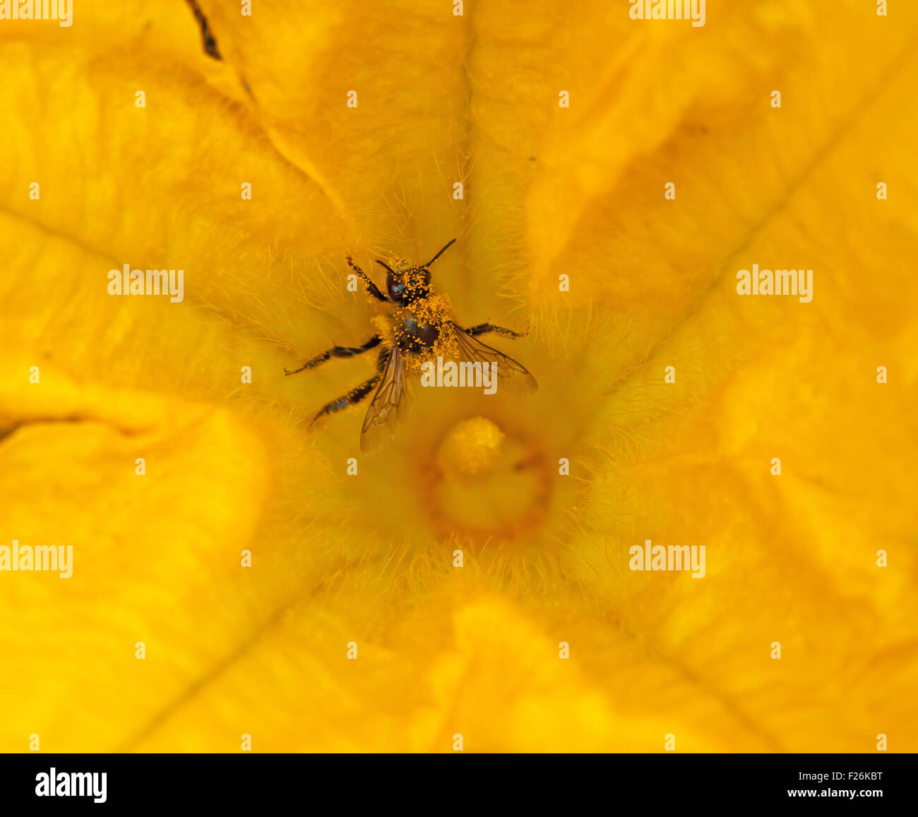 L'abeille occupée la collecte du pollen sur les fleurs de citrouille jaune doré Banque D'Images L'abeille occupée la collecte du pollen sur les fleurs de citrouille jaune doré Banque D'Images