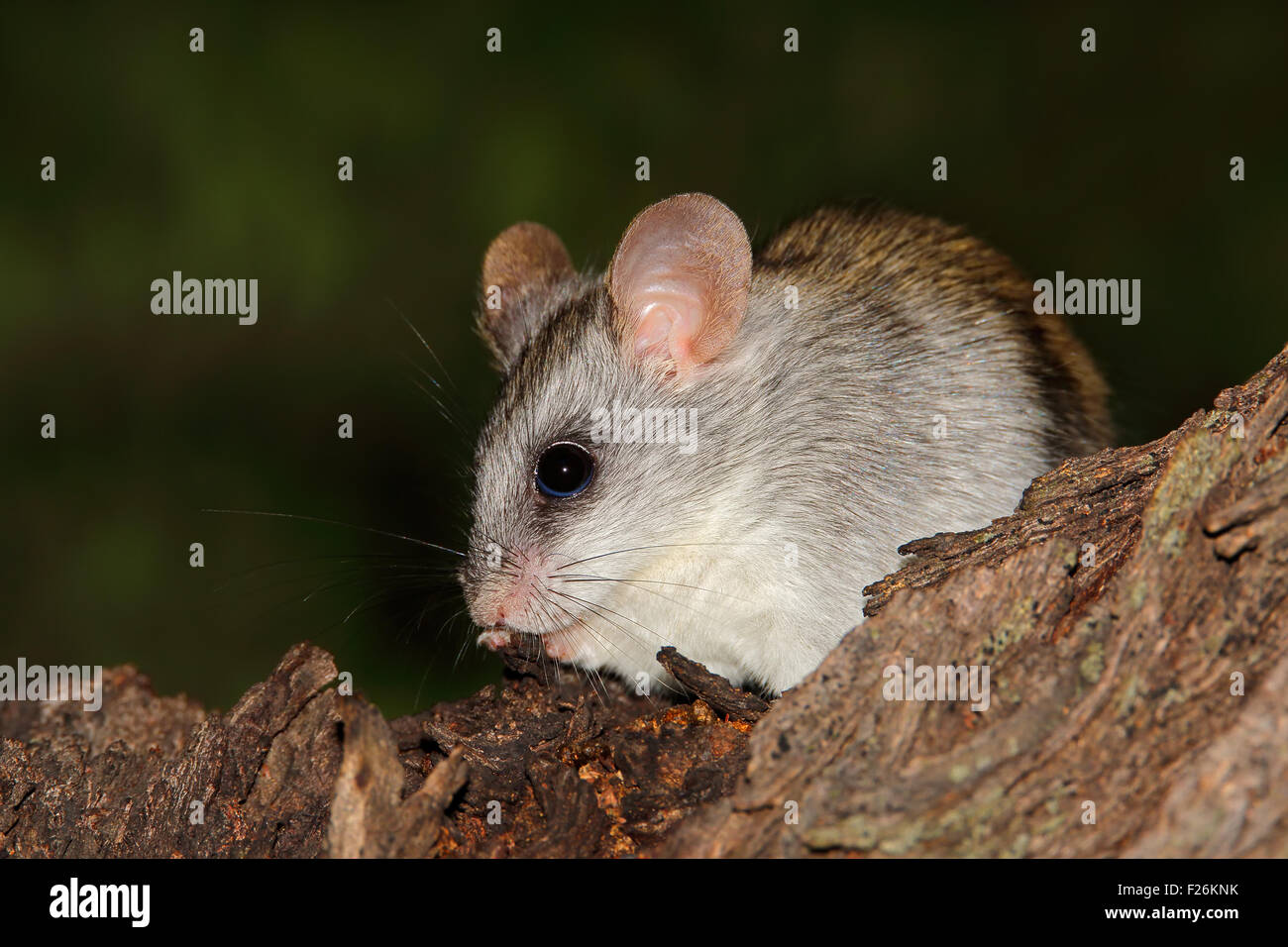 Un Acacia rat (Thallomys paedulcus) assis dans un arbre, Afrique du Sud Banque D'Images