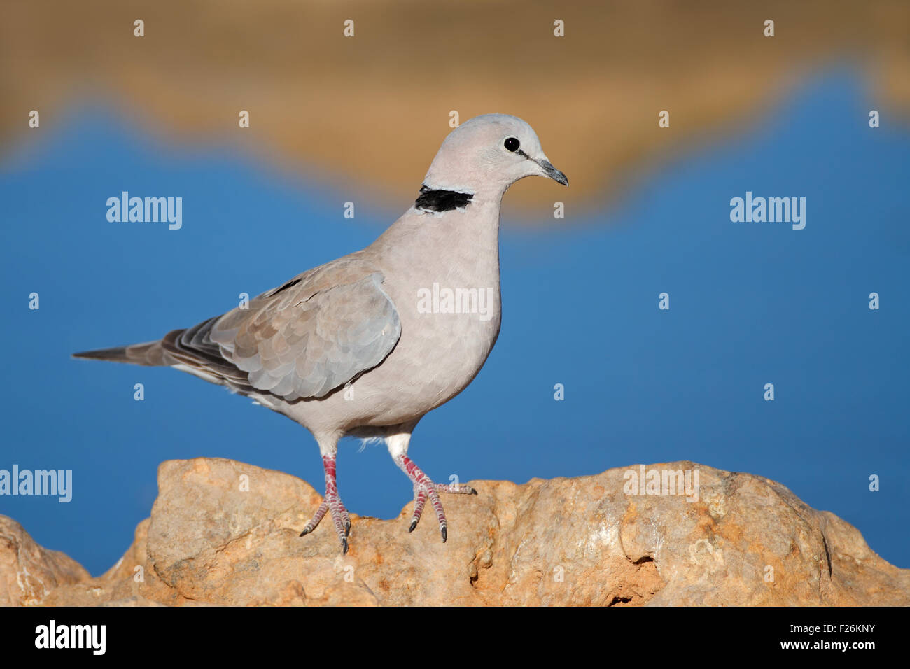 La Tourterelle du Cap (Streptopelia capicola) perché sur un rocher, Kalahari, Afrique du Sud Banque D'Images