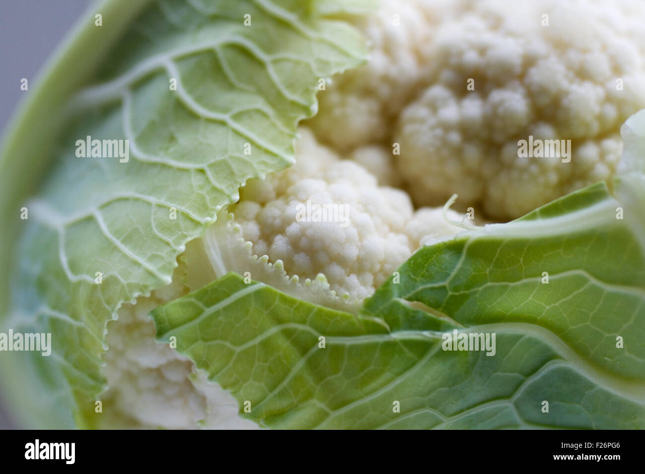 Close up de chou-fleur frais Banque D'Images