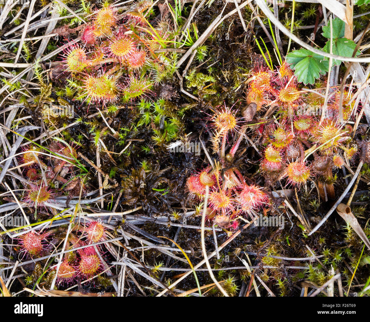 Drosera rotundifolia L. Rosolida. Les tourbières de Peat de Danta di Cadore (Val d'est de Ciampo). Vénétie, Alpes Italiennes, Europe. Banque D'Images