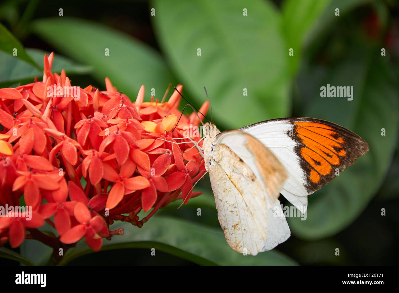 Une orange et blanc papillon sur fleur rouge Banque D'Images