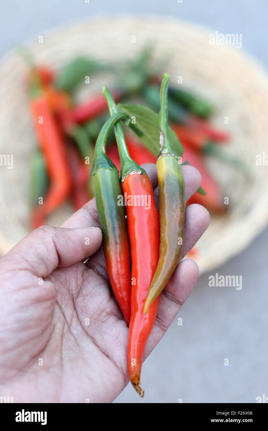 Accueil Portefeuille long fraîches de piments verts et rouges dans la main Banque D'Images