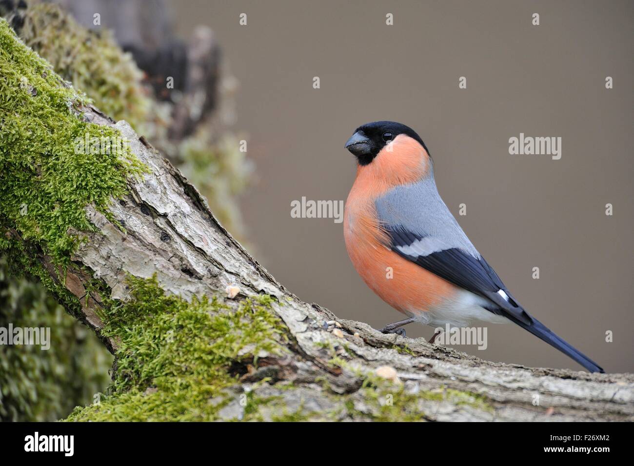 Canard colvert - Nord - Bouvreuil Pyrrhula pyrrhula Bouvreuil (commune) d'hommes debout sur tronc d'arbre mort moussus en hiver Banque D'Images