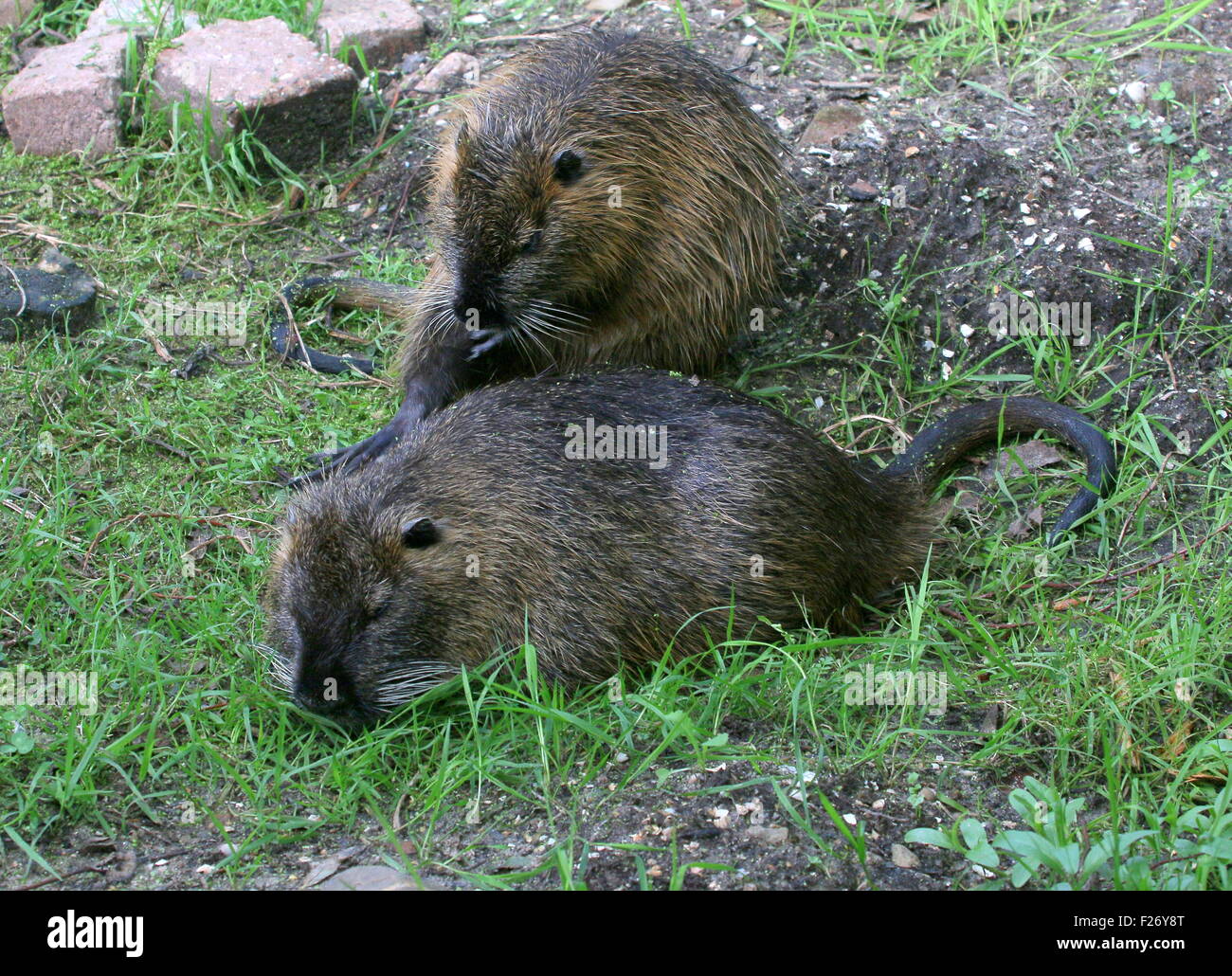 Paire de ragondins d'Amérique du Sud ou de la rivière Rat (Myocastor coypus) nettoyage leur fourrure Banque D'Images