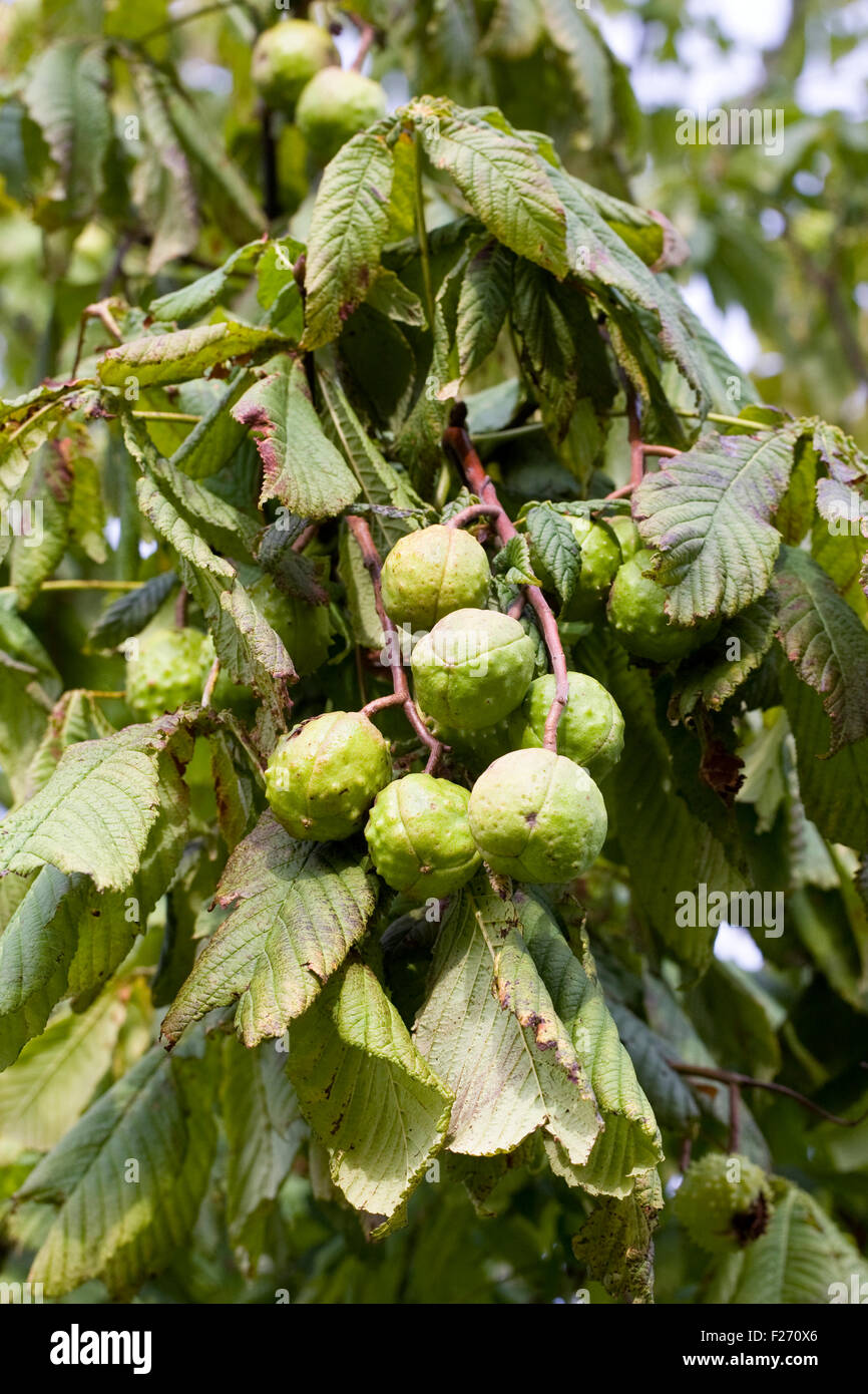 Aesculus hippocastanum. L'châtaignes sur l'arbre. Banque D'Images