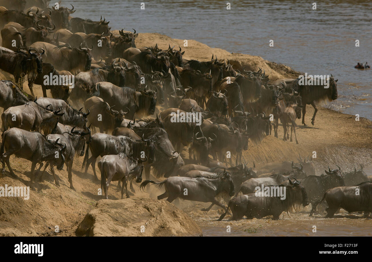 Gnous ou Gnu au cours de la grande migration des gnous dans le Masai Mara Banque D'Images